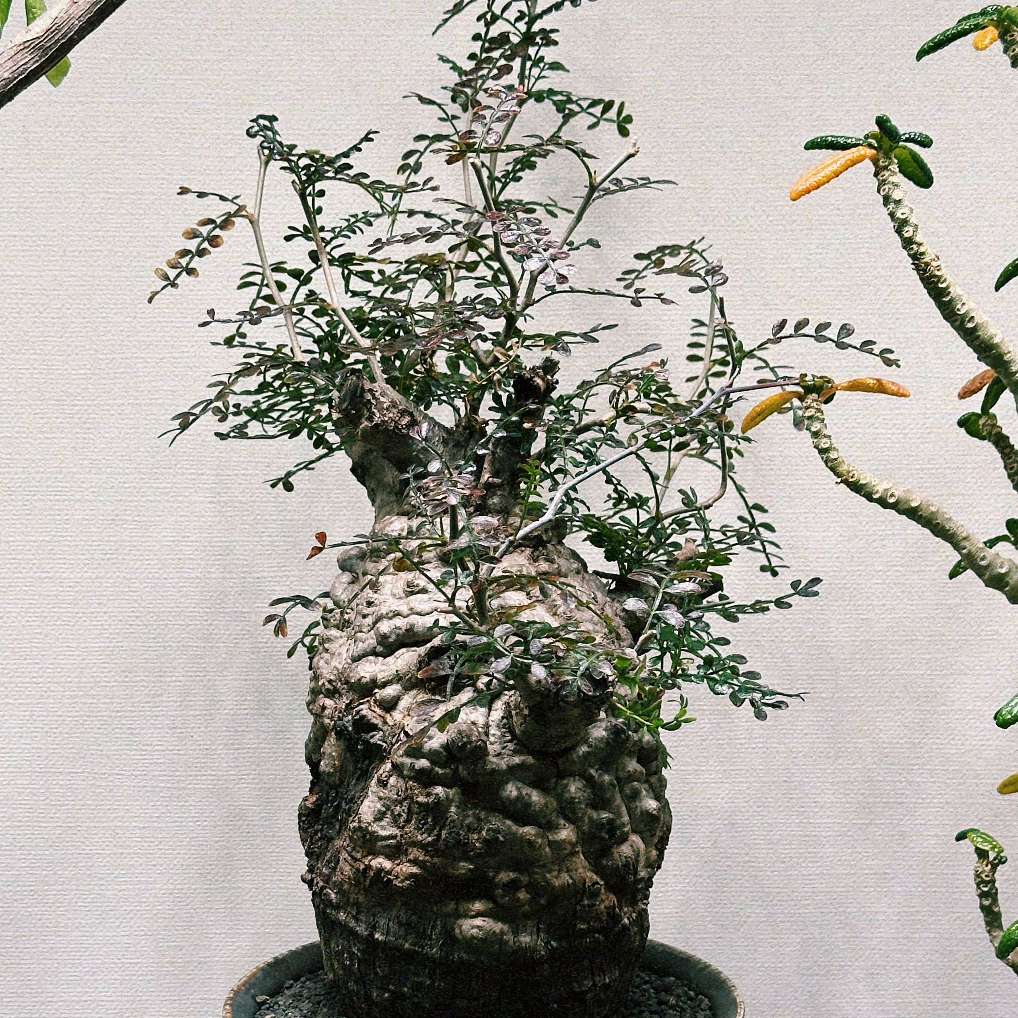 Photo of the plant species Pachypus by @TouchingBeech named Sir Plancelot on Greg, the plant care app
