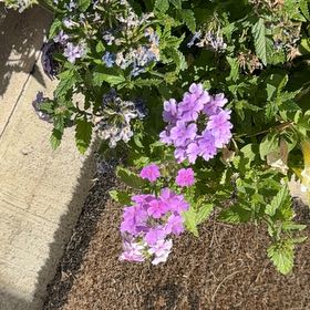 Photo of the plant species Goodding's Verbena by @KeenYuzu74 named James Dean on Greg, the plant care app