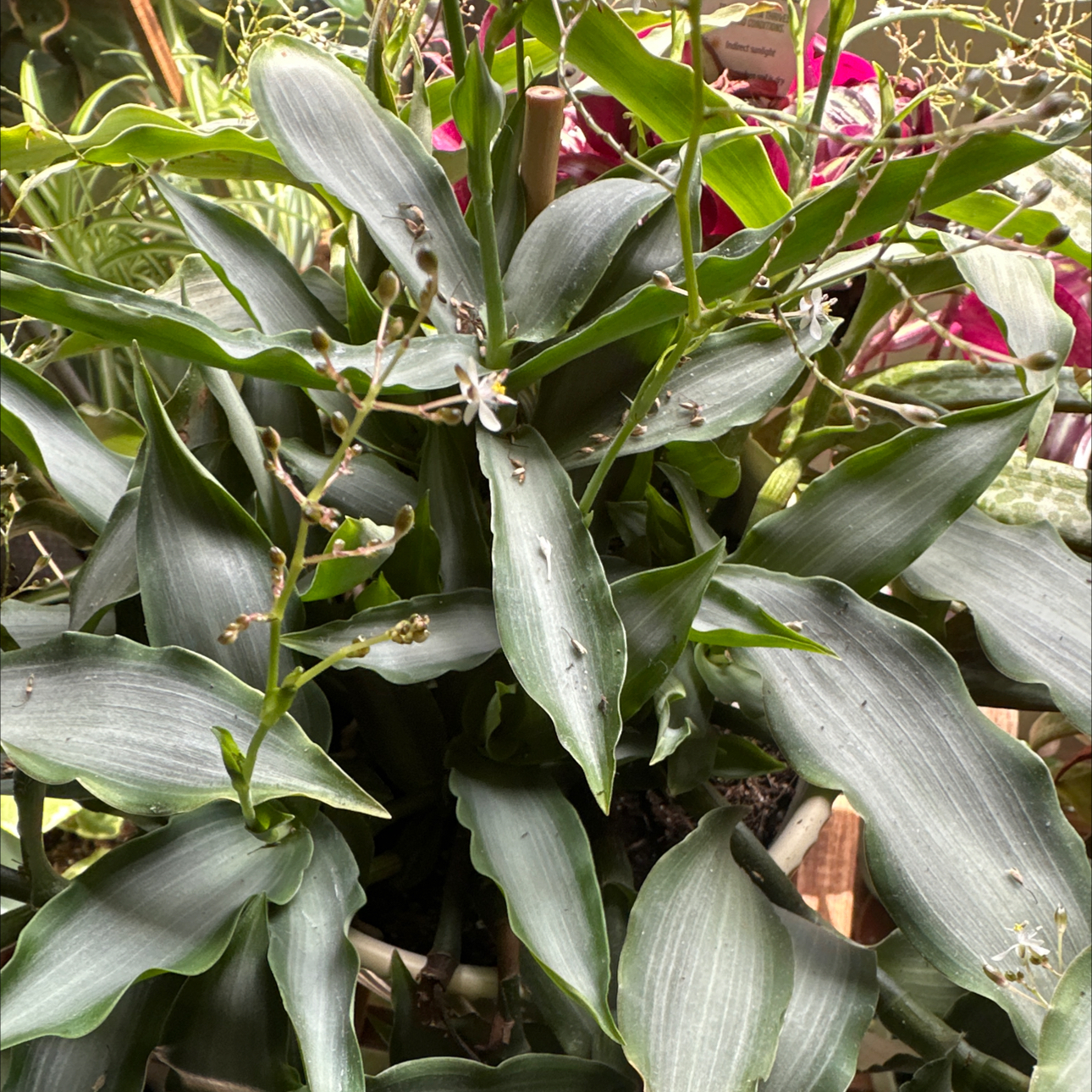 Photo of the plant species Bright Star Murdannia by @DarkSkinTracey named Osmo on Greg, the plant care app