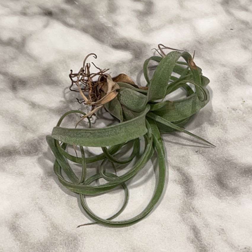 Tillandsia Xerographica plant with some browning leaves on a marble surface.