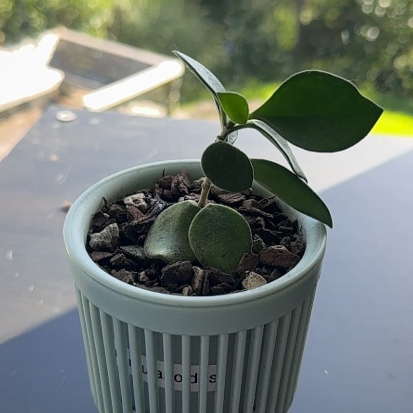 Photo of the plant species Hoya nummularioides by @CreativePlanera named Fernie Mac on Greg, the plant care app