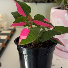 Photo of the plant species Party Time Alternanthera by @CreativePlanera named Xena on Greg, the plant care app