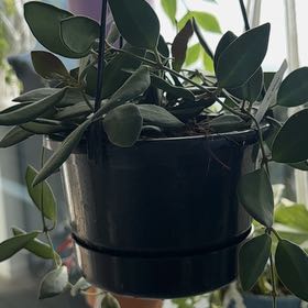 Photo of the plant species Tsangii Odetteae by @CreativePlanera named Aristotle on Greg, the plant care app