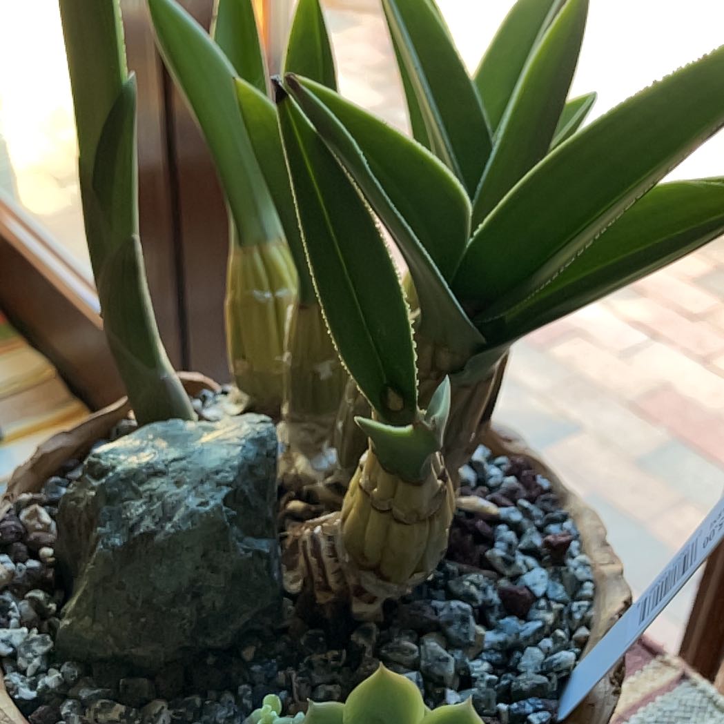 Photo of the plant species Desert Orchid by @GoodFeijoa50 named Charles Varney on Greg, the plant care app