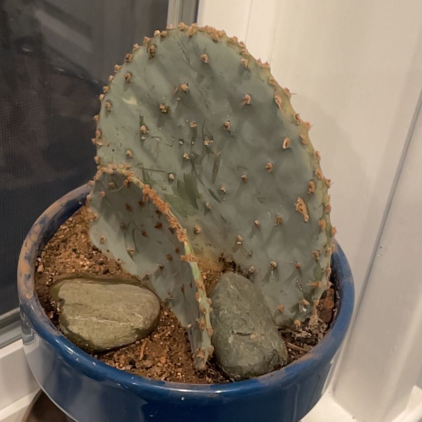 Photo of the plant species Dollar-Joint Prickly Pear by @FieryEuphorbia named Bieber on Greg, the plant care app