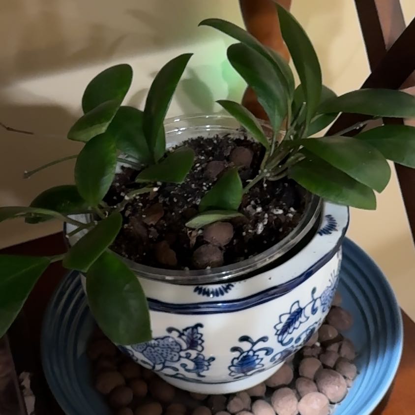 Photo of the plant species Hoya lucardenasiana by @NativeKaramu63 named Hamilton on Greg, the plant care app