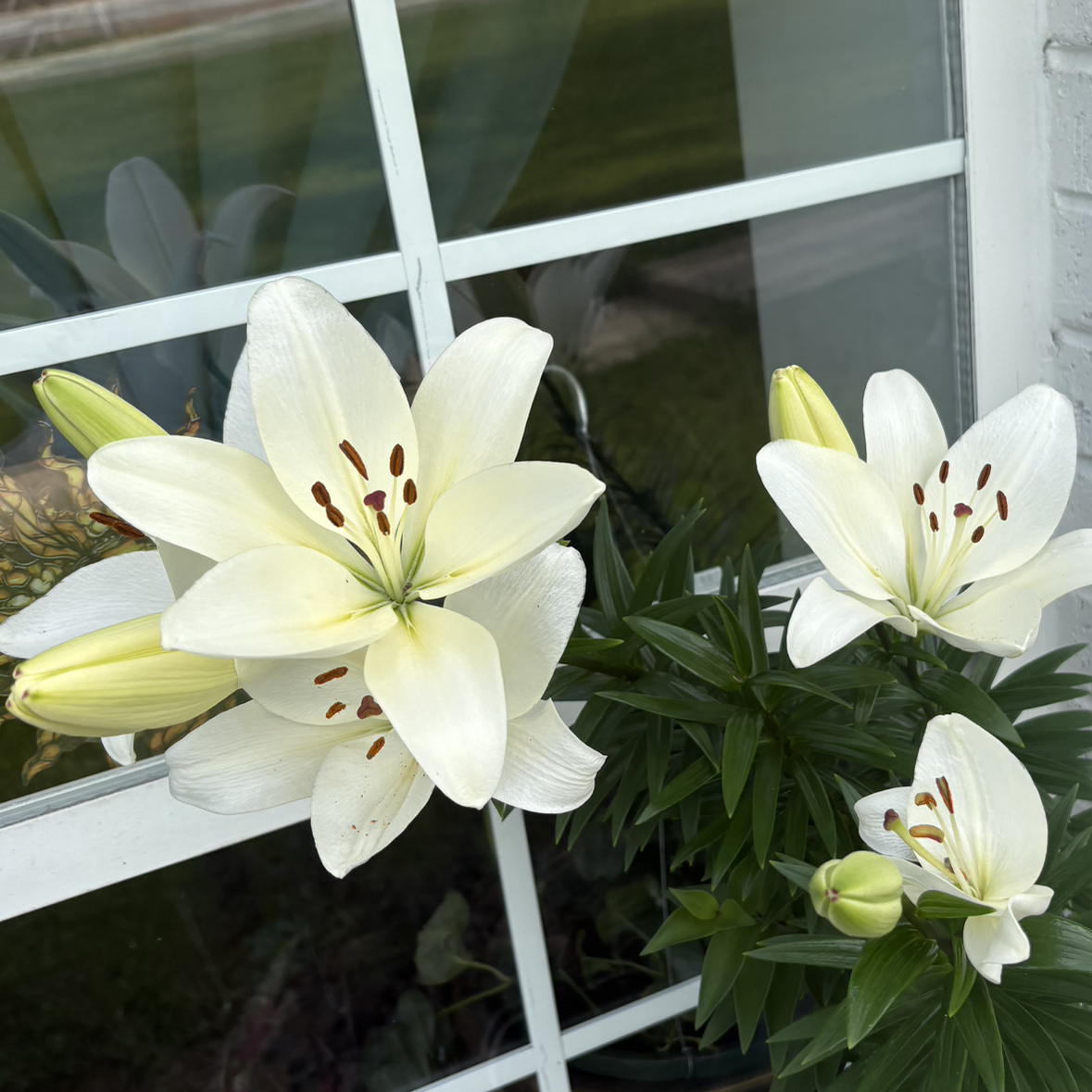 Photo of the plant species Madonna Lily by @Cherrycola0408 named Moonlily on Greg, the plant care app