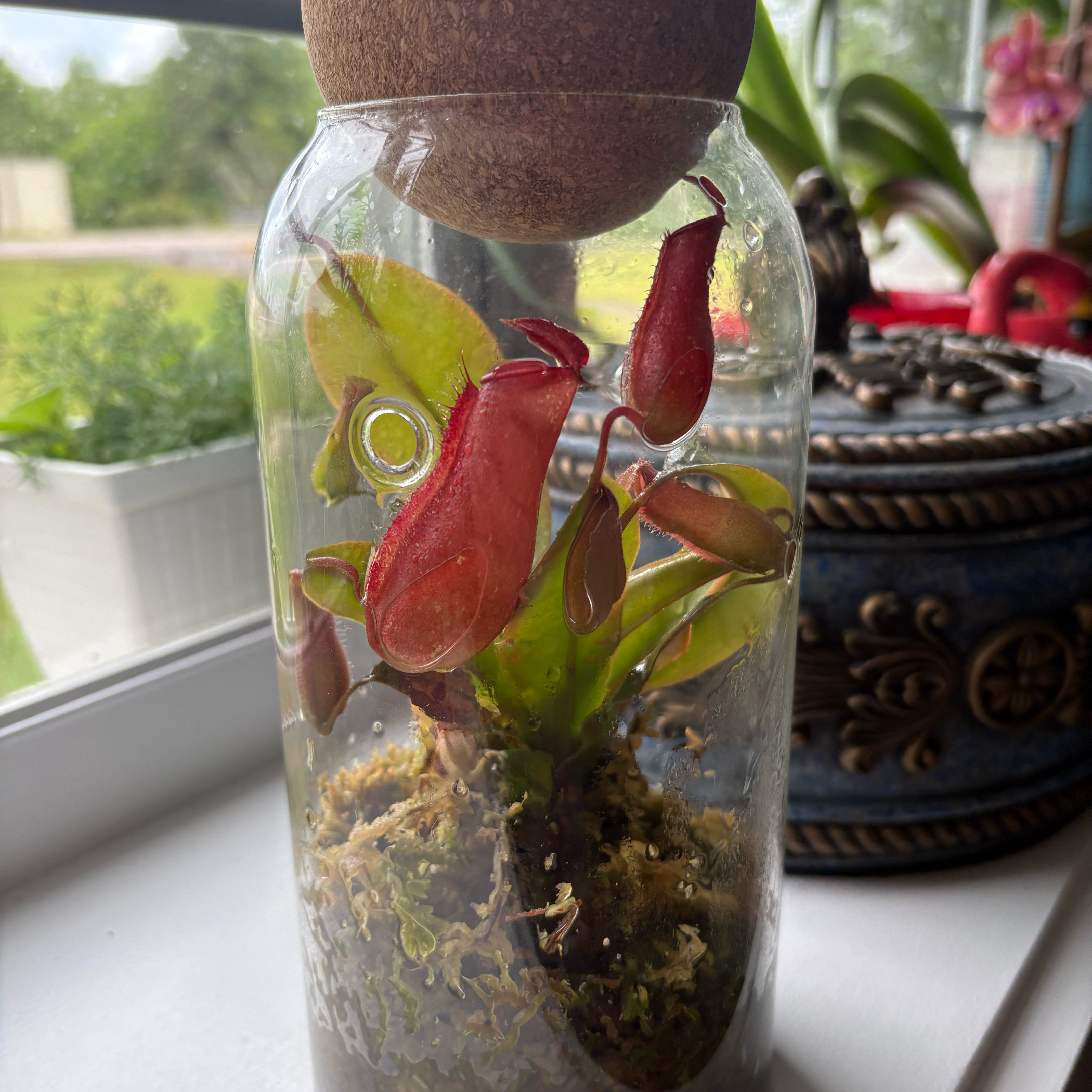Photo of the plant species Tropical Pitcher Plant by @Cherrycola0408 named Naïade on Greg, the plant care app