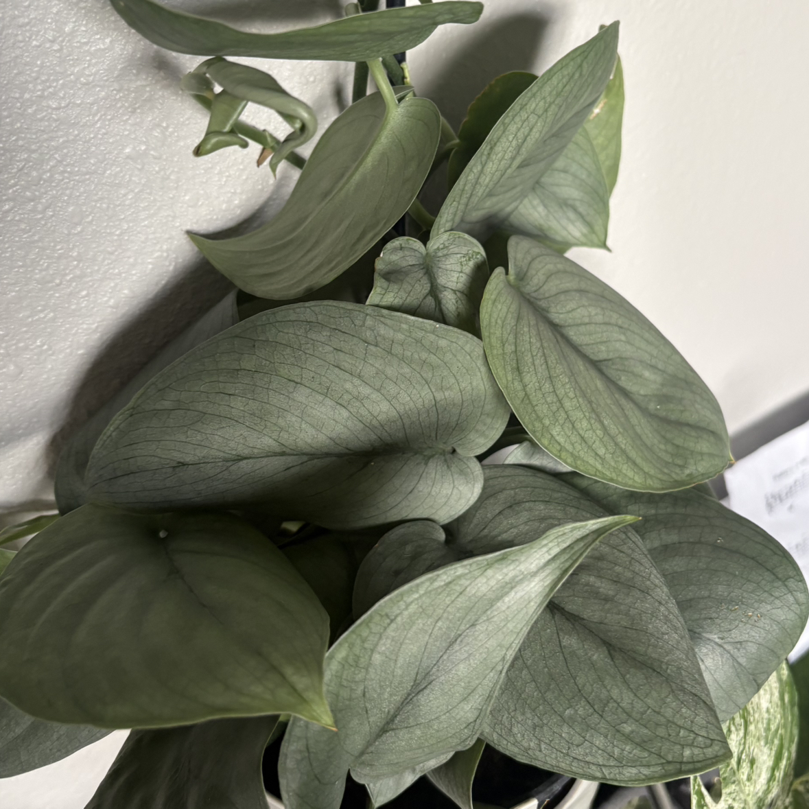 Photo of the plant species Scindapsus pictus 'Silver Hero' by @Cherrycola0408 named Lupità on Greg, the plant care app