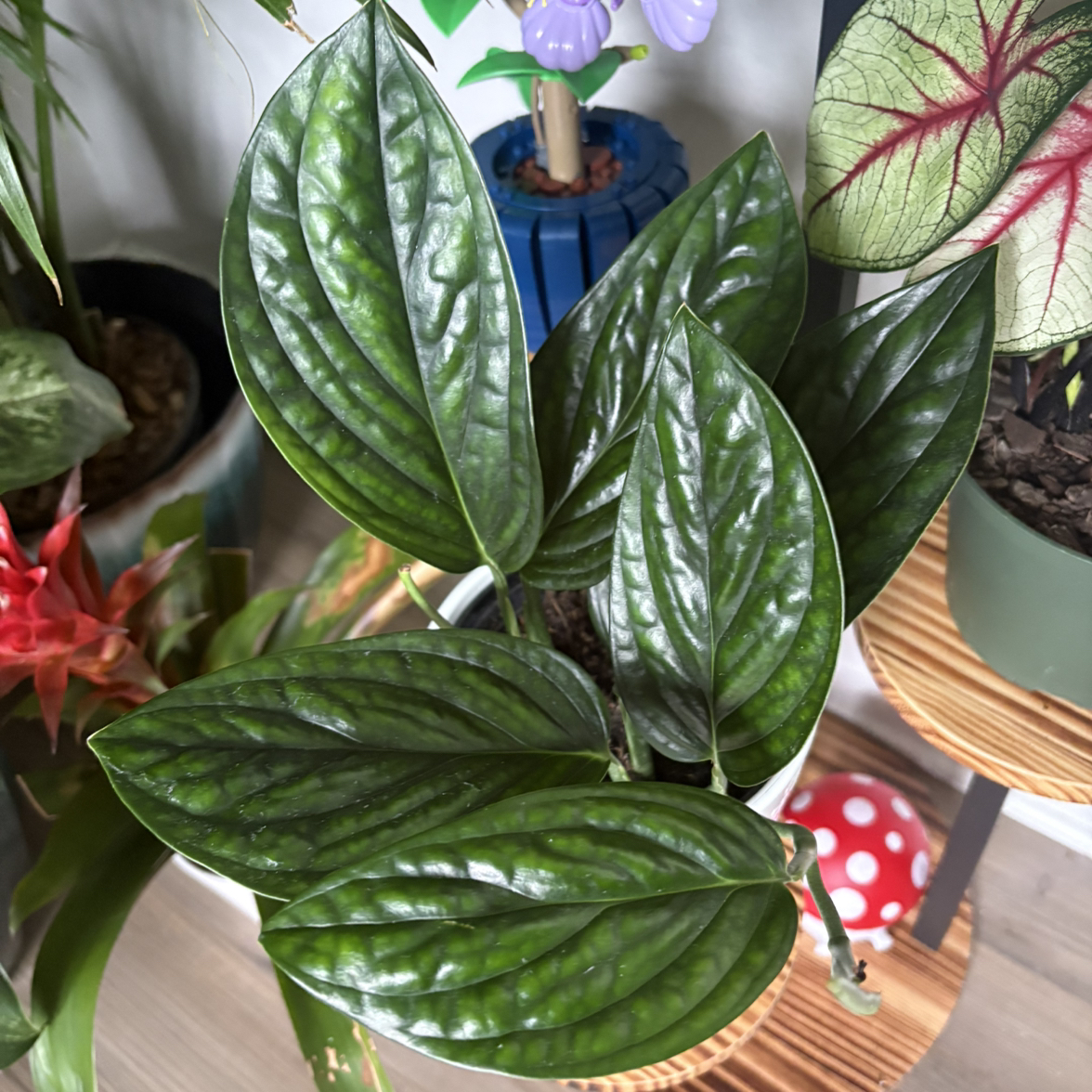 Photo of the plant species Monstera Peru by @Cherrycola0408 named Dolorẽs on Greg, the plant care app
