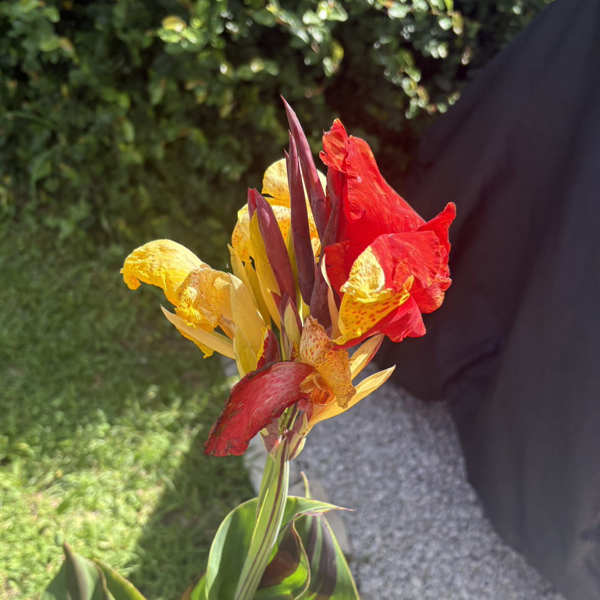 Photo of the plant species Canna Cleopatra by @Cherrycola0408 named Carmen on Greg, the plant care app