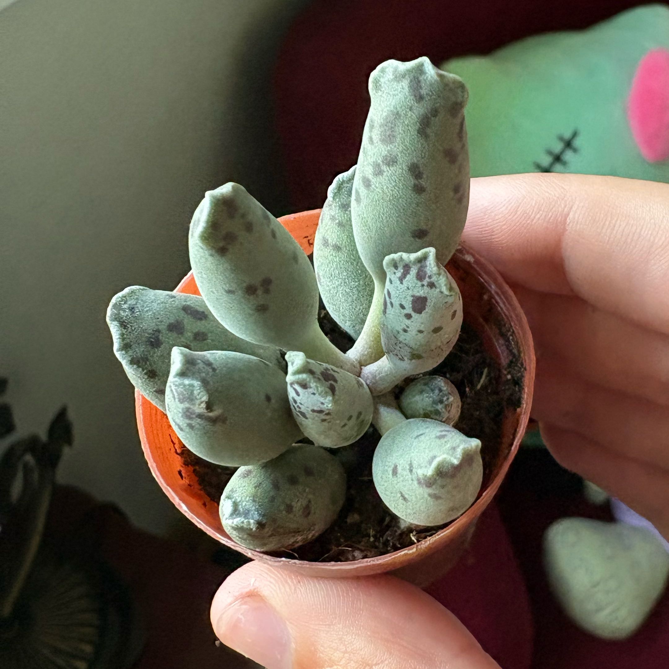 Photo of the plant species Plover Eggs 'Grey' by @Cherrycola0408 named Scylla on Greg, the plant care app