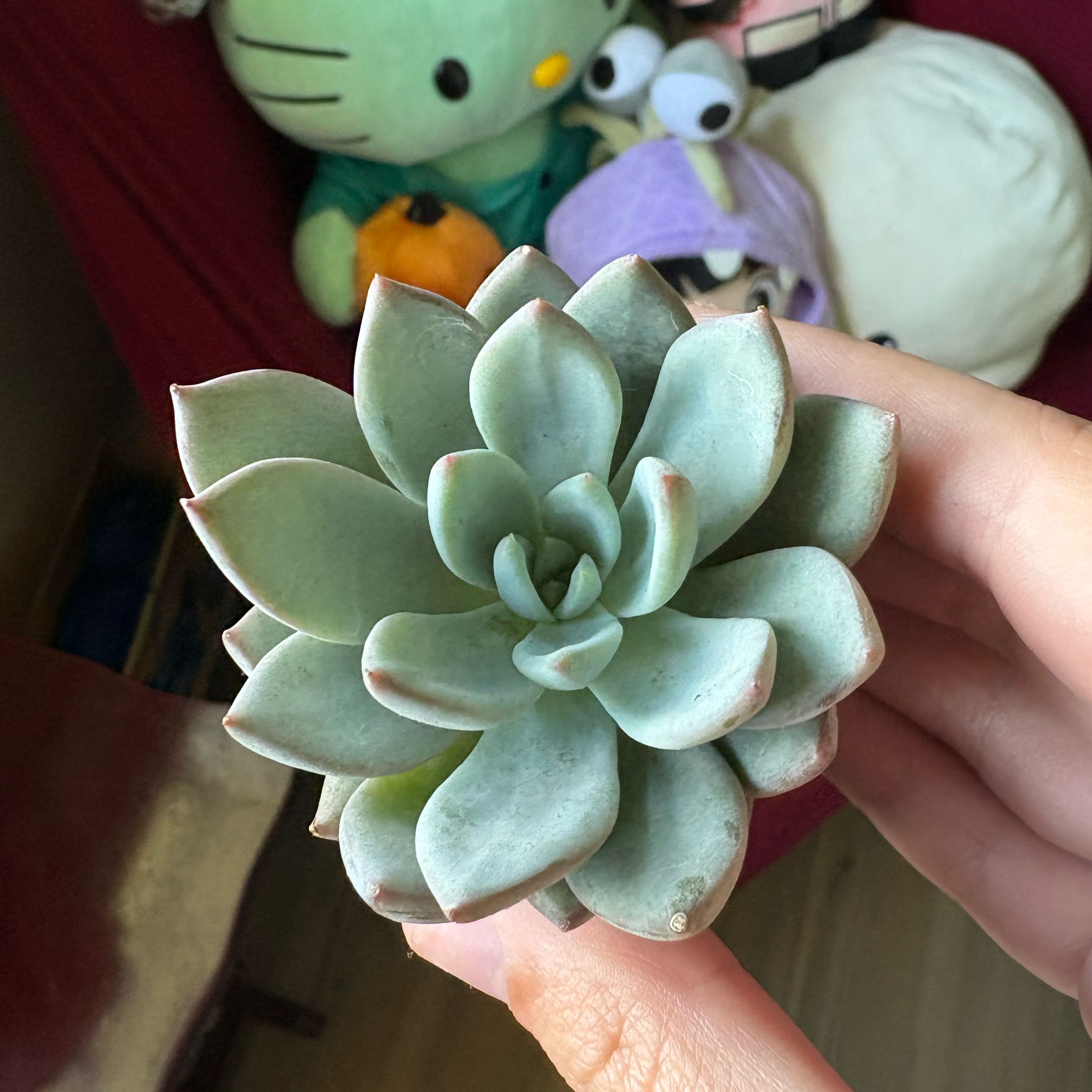 Photo of the plant species Graptoveria 'Opalina' by @Cherrycola0408 named Ophelia on Greg, the plant care app