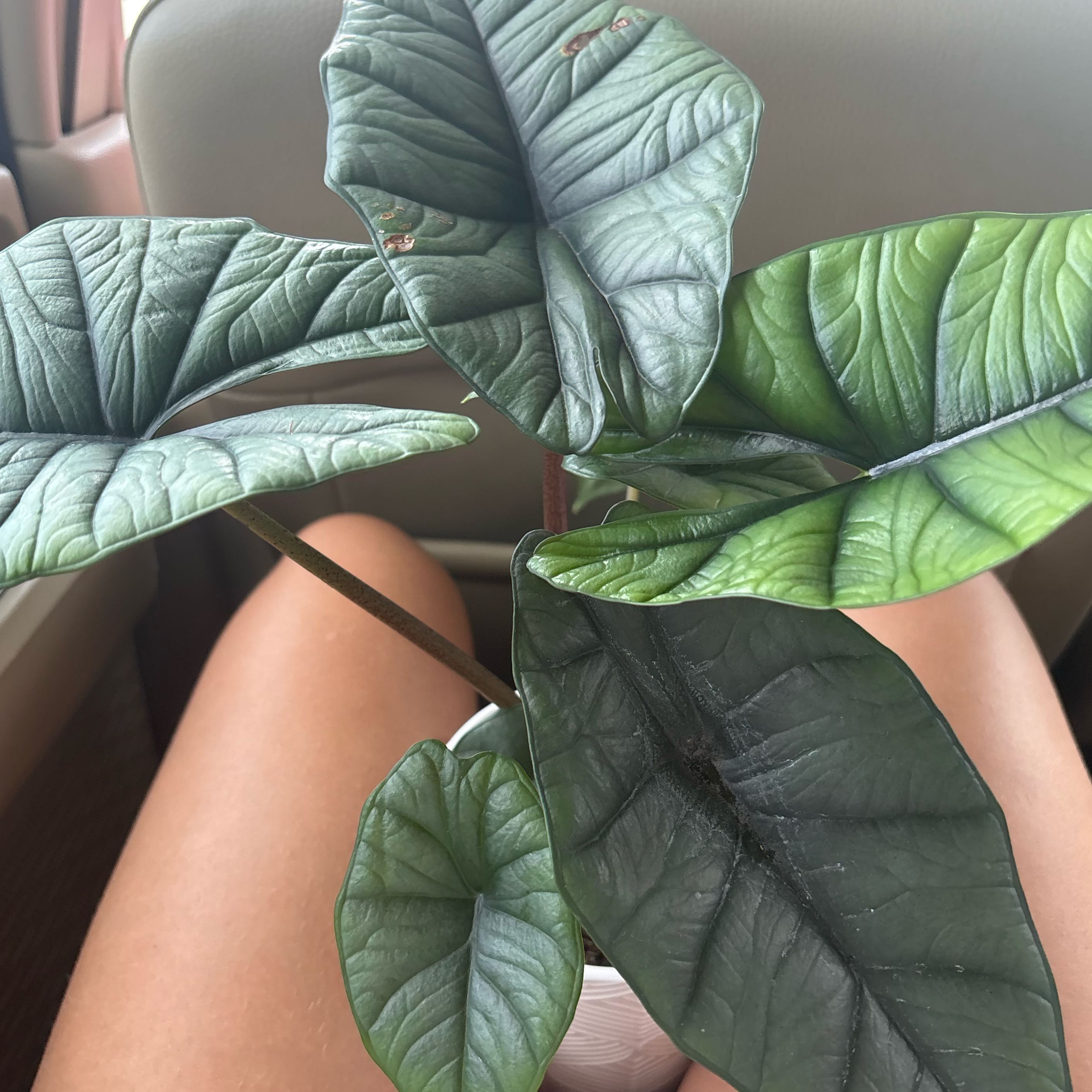 Photo of the plant species Alocasia Bisma by @Cherrycola0408 named Obsidian on Greg, the plant care app