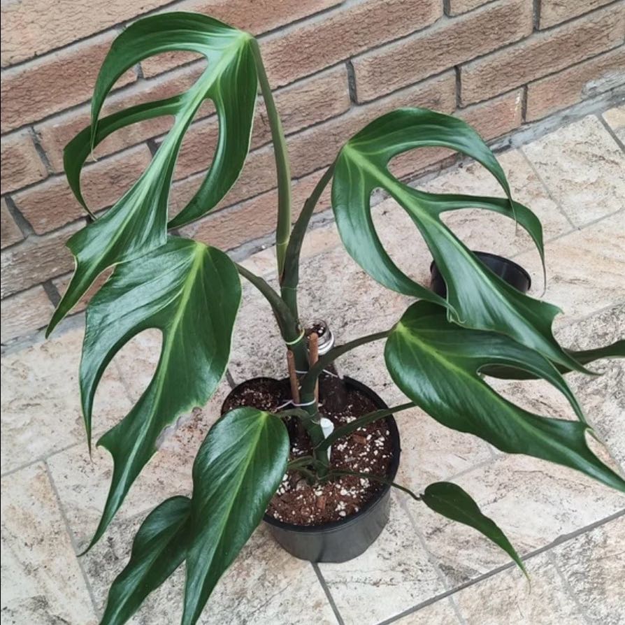 Photo of the plant species Monstera Burle Marx Flame by @Cherrycola0408 named Mango 🥭🦜 on Greg, the plant care app