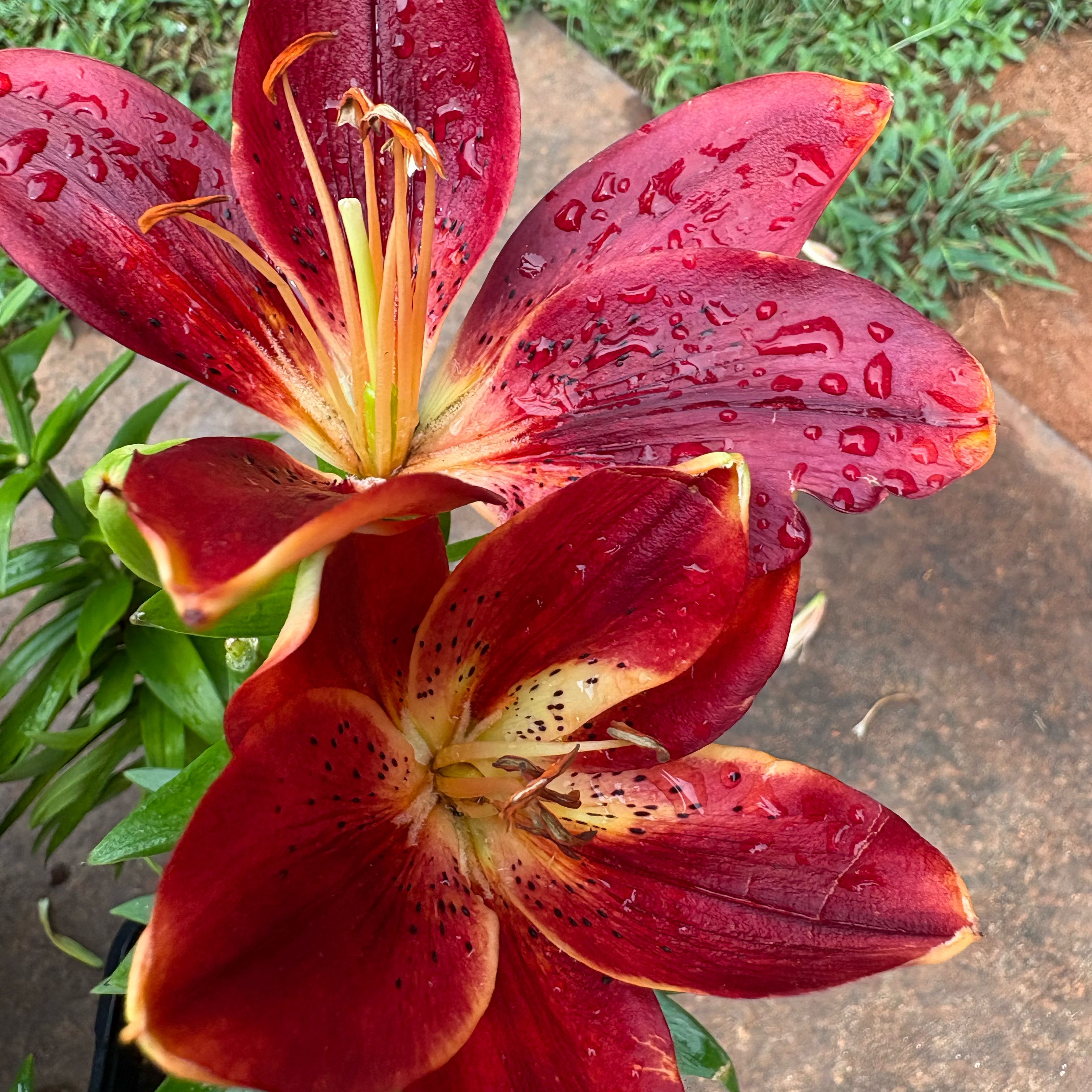 Photo of the plant species Orange Lily by @Cherrycola0408 named Fuego on Greg, the plant care app