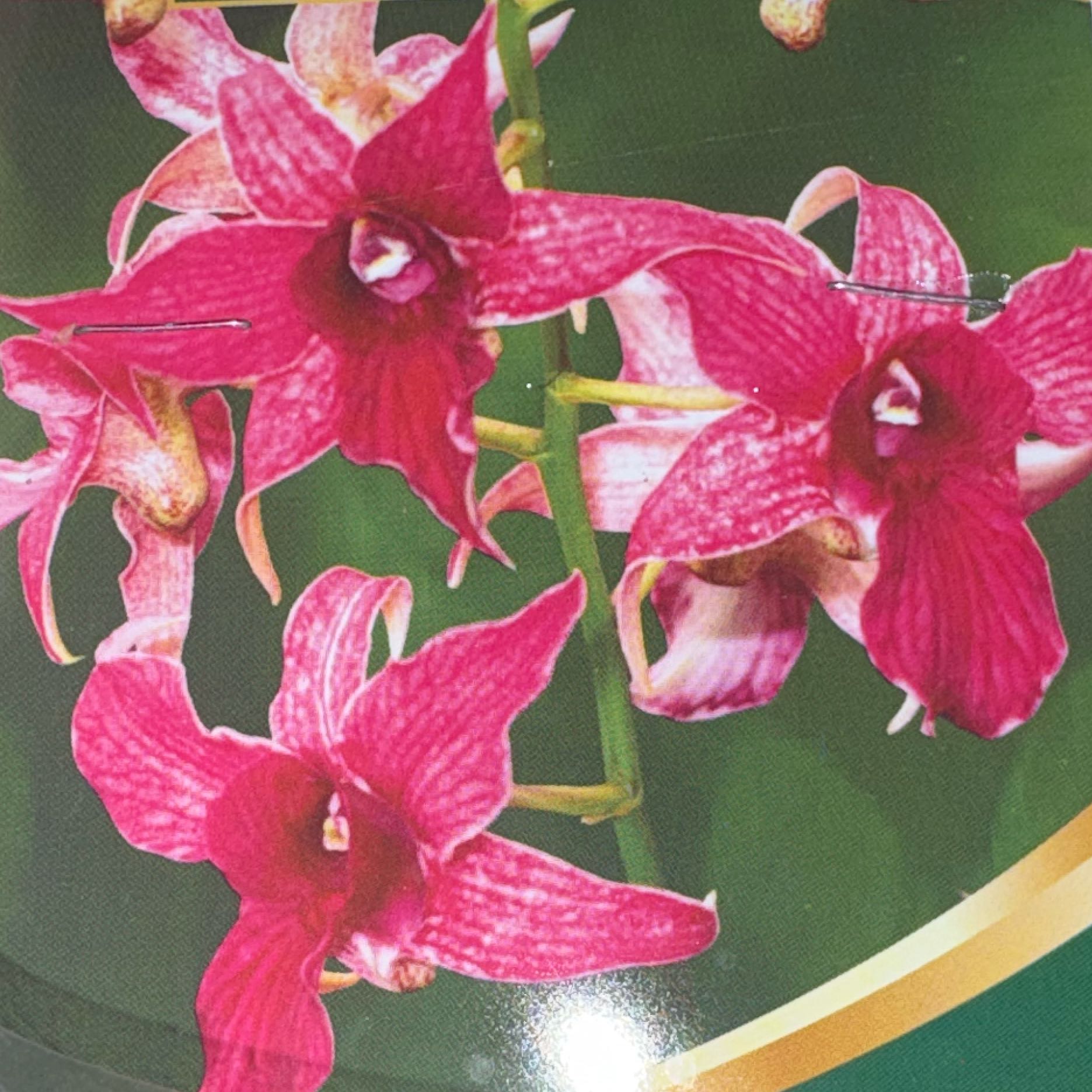 Photo of the plant species Dendrobium Orchid by @Cherrycola0408 named Flamingo 🦩🌺 on Greg, the plant care app