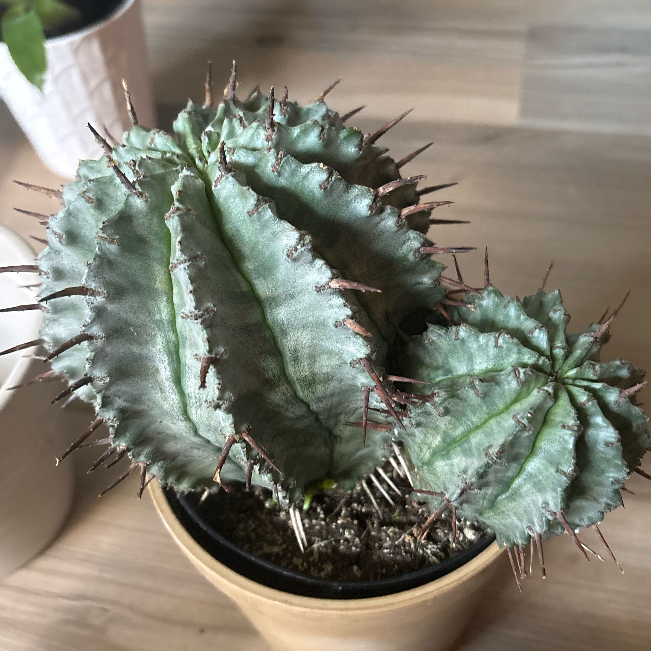Photo of the plant species Euphorbia mayuranathanii by @Cherrycola0408 named Nithin on Greg, the plant care app