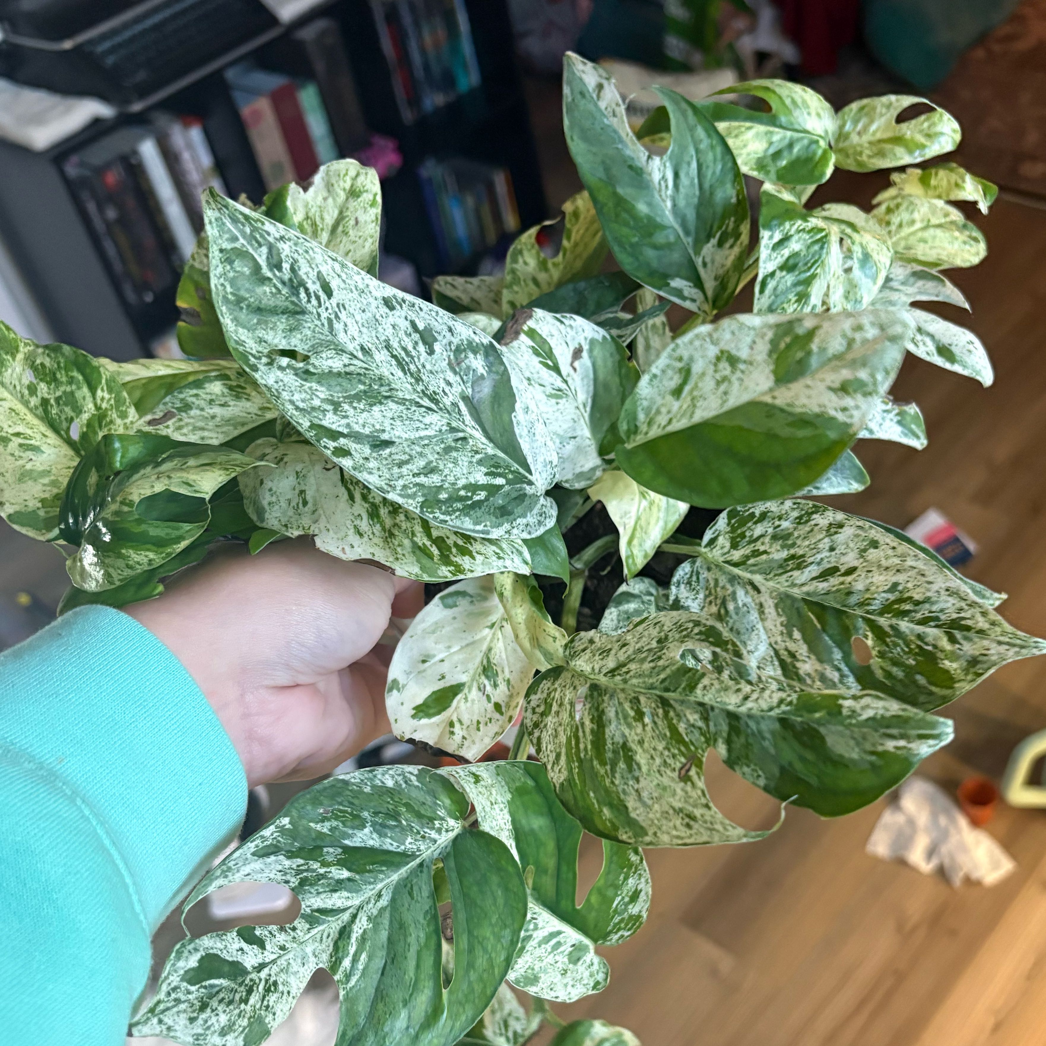 Photo of the plant species Marble Epipremnum Pinnatum by @Cherrycola0408 named Kiko on Greg, the plant care app