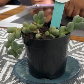 Photo of the plant species Echinus Cactus by @MatchlessSedge4 named Mando on Greg, the plant care app