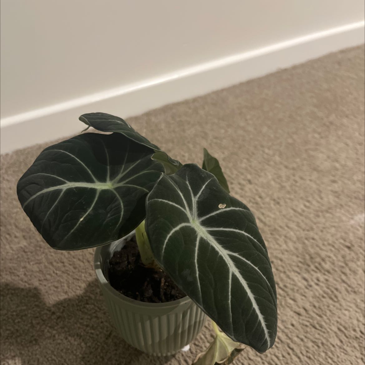 Anthurium warocqueanum plant with dark green leaves and white veins in a pot.