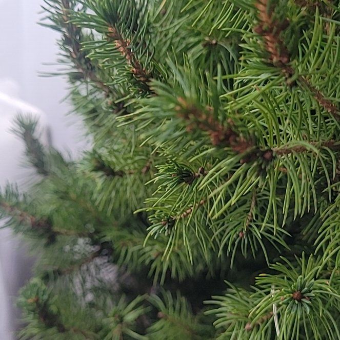 Photo of the plant species White Spruce 'December' by @PetComet86 named Achilles on Greg, the plant care app
