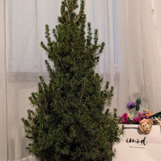 Photo of the plant species White Spruce 'December' by @AbleRedlion15 named Maya on Greg, the plant care app