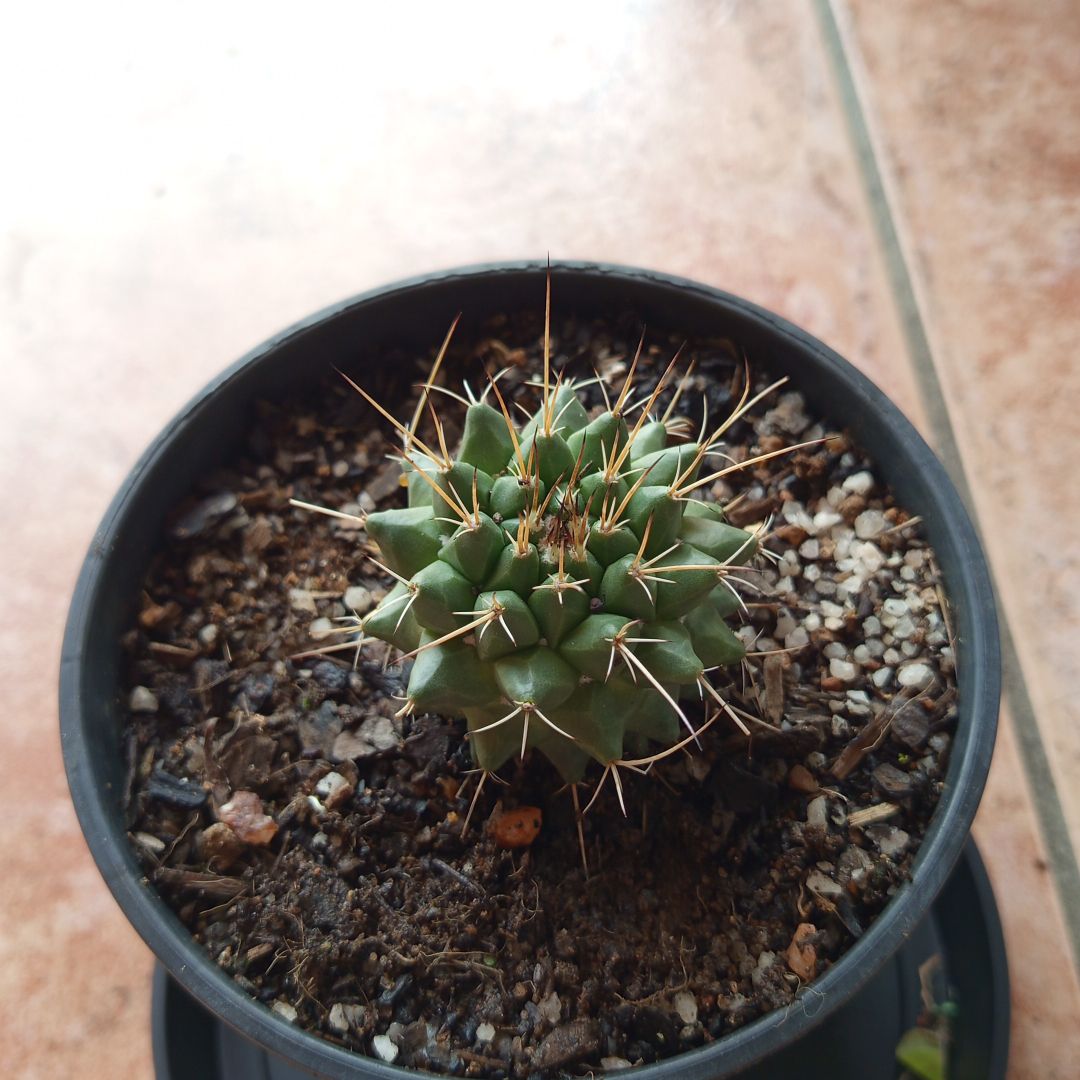Photo of the plant species Mammillaria winterae by @AbleMexico21 named Sage on Greg, the plant care app