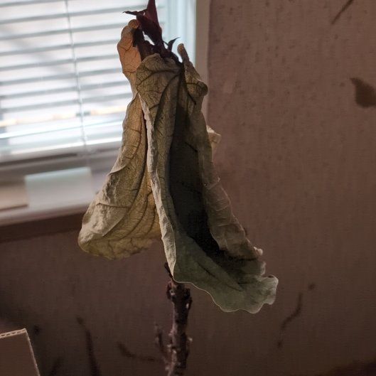 Photo of the plant species Fiddle Fig by @HeroSmoothphlox named Prince on Greg, the plant care app