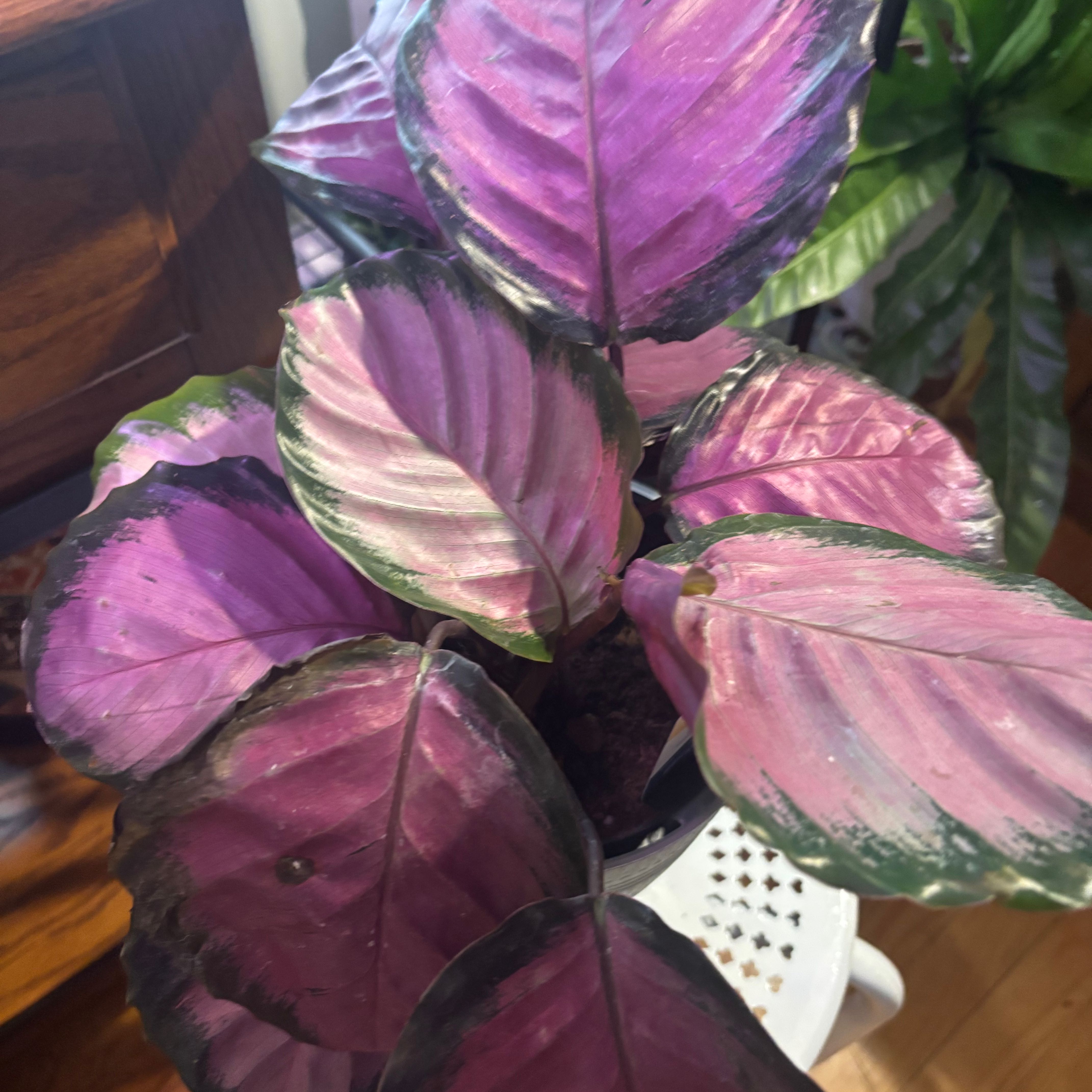 Photo of the plant species Rose Painted Calathea by @VastMayapple7 named Gates on Greg, the plant care app