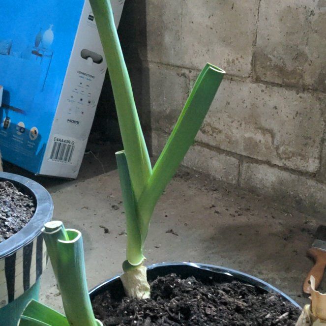 Photo of the plant species Leek 'Glorina' by @CozyTrumpettree named Clooney on Greg, the plant care app