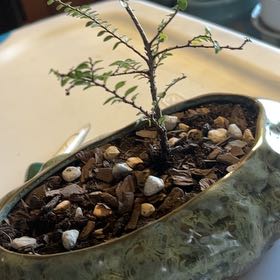 Photo of the plant species Chinese Elm 'Seiju' by @RulerRoyalflush named Kesha on Greg, the plant care app