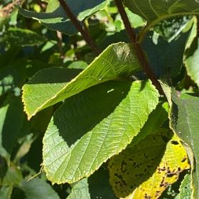 Photo of the plant species American Hazelnut by @CleanFrogfruit named Aria on Greg, the plant care app