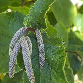 Photo of the plant species American Hazelnut by @CleanFrogfruit named Harper on Greg, the plant care app