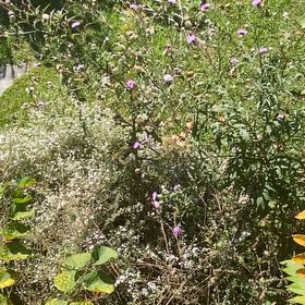 Photo of the plant species Michaelmas Daisy by @CleanFrogfruit named Beyonce on Greg, the plant care app