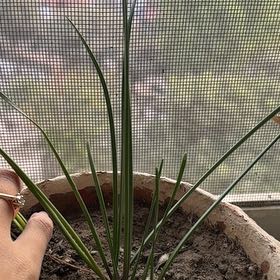 Photo of the plant species Pink Rain Lily by @Joy_RudoGarden named Sol on Greg, the plant care app