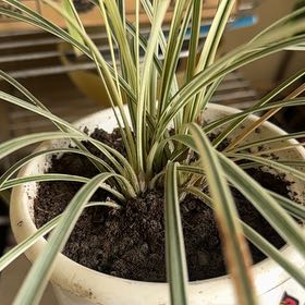 Photo of the plant species Variegated Ribbon Grass by @Joy_RudoGarden named Curie on Greg, the plant care app