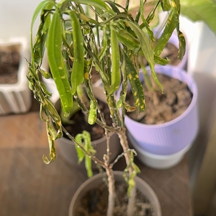 Photo of the plant species Gold Dust Croton by @Joy_RudoGarden named Peter Parker on Greg, the plant care app