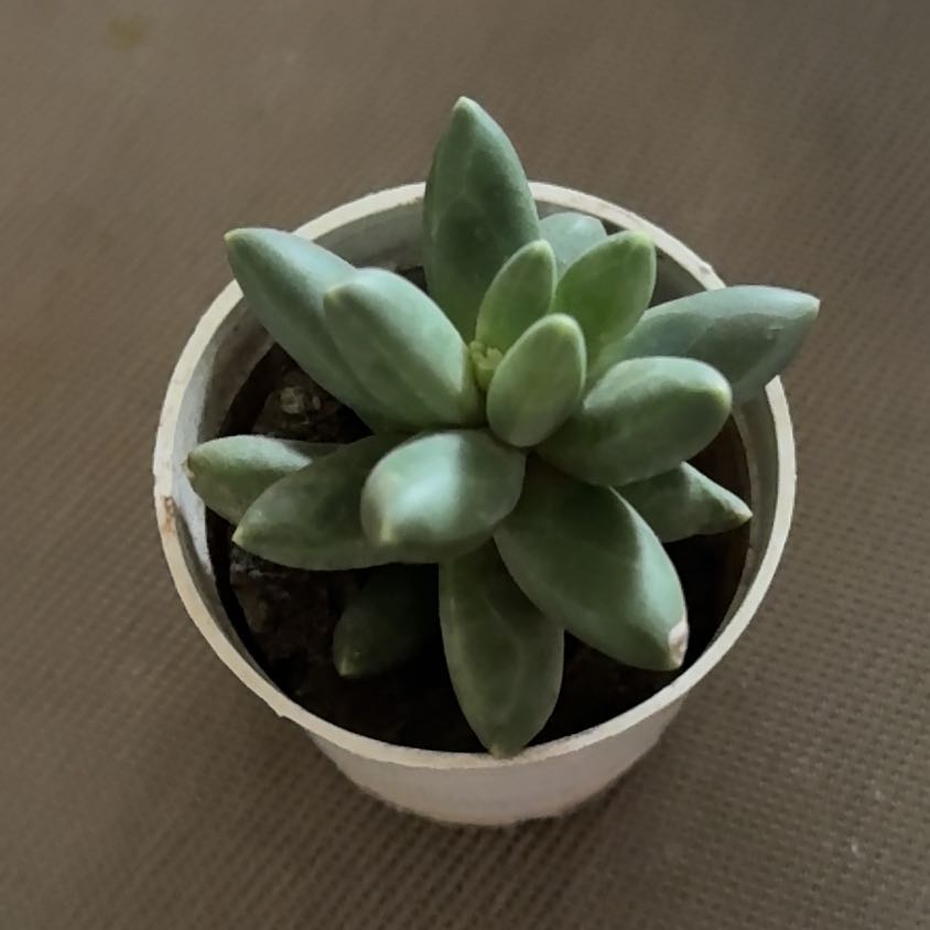 Photo of the plant species Pachyveria 'Albocarinata' by @Joy_RudoGarden named Xena on Greg, the plant care app