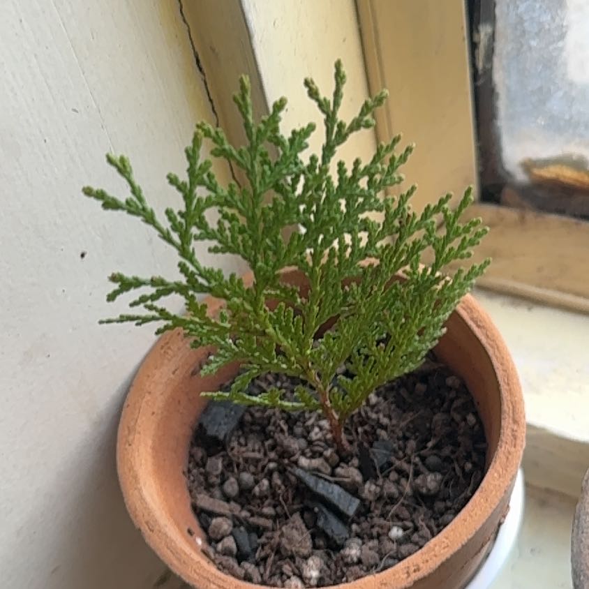 Photo of the plant species Thuja 'Can Can' by @Joy_RudoGarden named Keanu Leaves on Greg, the plant care app