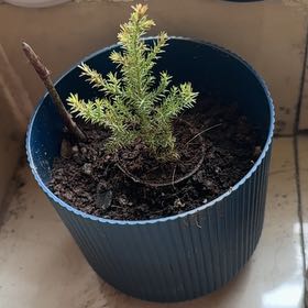 Photo of the plant species Vietnamese Golden Cypress by @Joy_RudoGarden named Sanders on Greg, the plant care app
