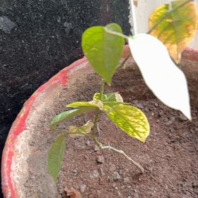 Photo of the plant species Wood Apple by @Joy_RudoGarden named Surya on Greg, the plant care app