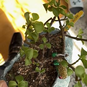 Plant care for Assorted Portulacaria on Greg, the plant care app