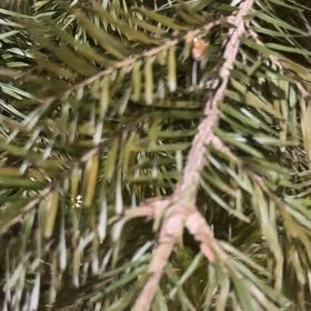Photo of the plant species Silver Fir by @RelieverPilea named LiloStitch on Greg, the plant care app