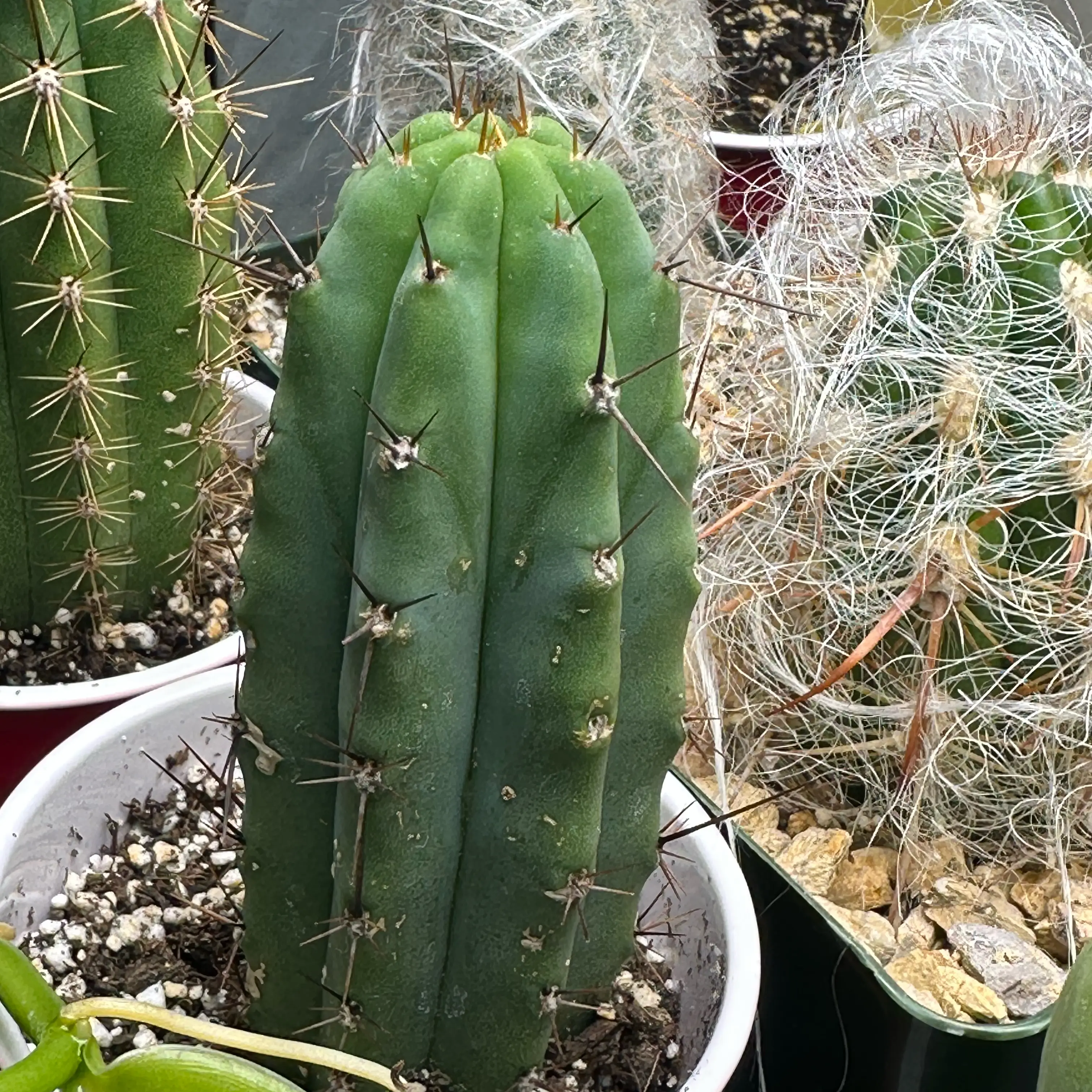 Photo of the plant species Bolivian Torch by @MrOrganix named Lumberjack x Eileen on Greg, the plant care app
