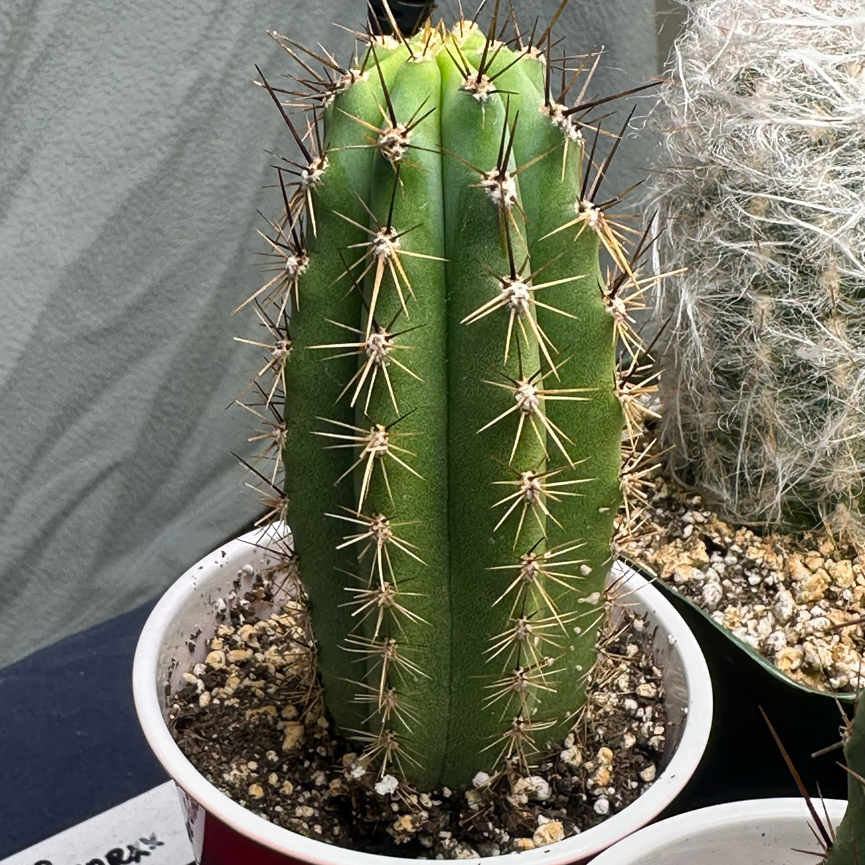 Photo of the plant species Peruvian Torch by @MrOrganix named Rosei2 x Sharxx on Greg, the plant care app