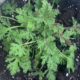 Photo of the plant species Citronella Grass by @ToughLecanora named Spike Leaves on Greg, the plant care app