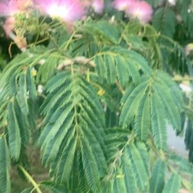 Photo of the plant species Silk Tree by @WingedJerseytea named Kylie on Greg, the plant care app