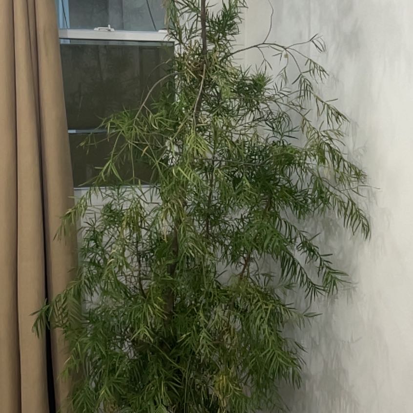 Photo of the plant species Trinidad Podocarpus by @LuxuryPeachtree named Oscar on Greg, the plant care app