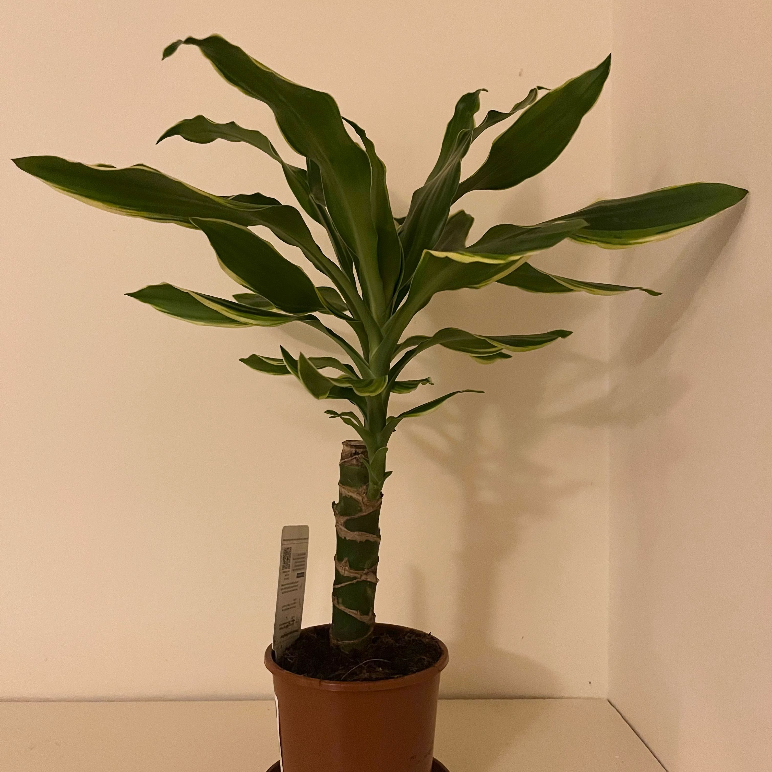 Photo of the plant species dragon tree golden coast by @Carly.lucas22 named Drake on Greg, the plant care app